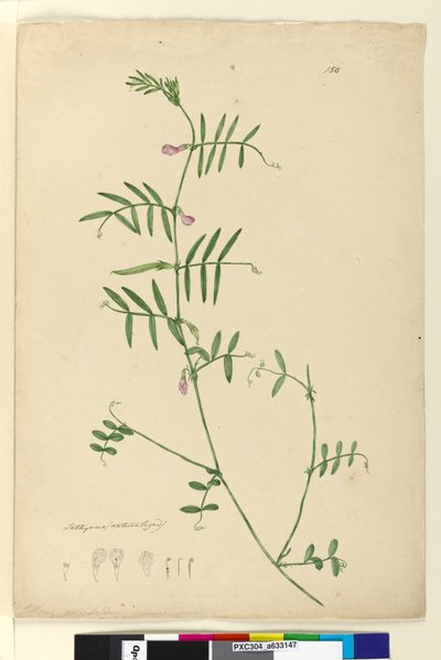 Side 150. Lathyrus, ca. 1803-06 (wc, penn, blekk og blyant) av John William Lewin