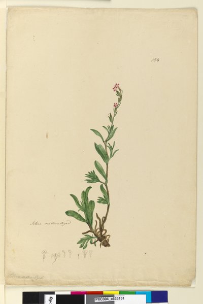 Side 154. Silene naturalisert, ca. 1803-06 (wc, penn, blekk og blyant) av John William Lewin