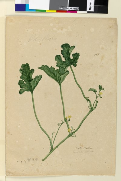 Side 155. Vannmelon, ca. 1803-06 (wc, penn, blekk og blyant) av John William Lewin
