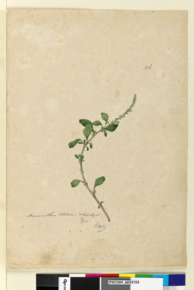 Side 156. Amaranthus Blitum, ca. 1803-06 (wc, penn, blekk og blyant) av John William Lewin