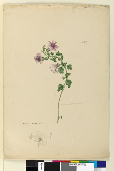Side 159. Malva capensis, ca. 1803-06 (wc, penn, blekk og blyant) av John William Lewin