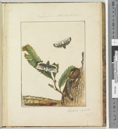 Side 15. Plate 4 Cryptophasa alba, costa Lewin, 1803-04 (håndfargede etsetrykk) av John William Lewin