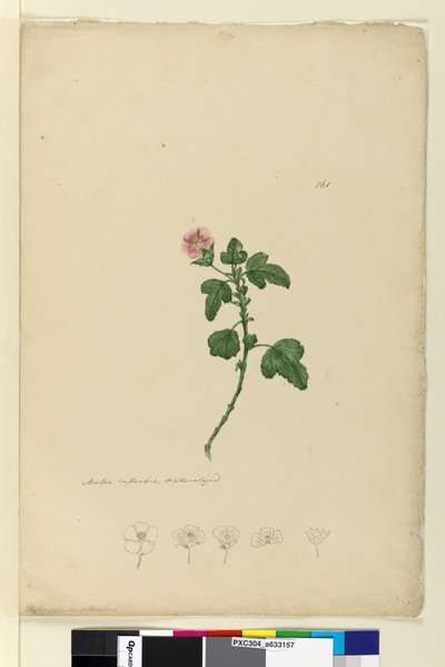 Side 161. Malva capensis, ca. 1803-06 (wc, penn, blekk og blyant) av John William Lewin