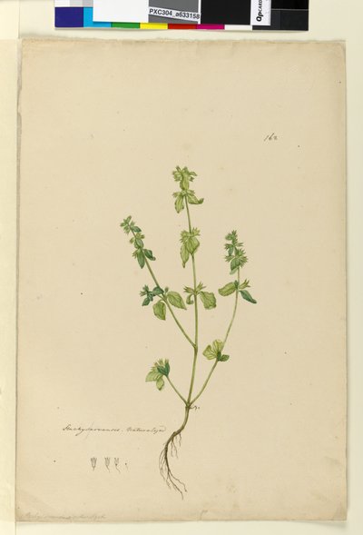 Side 162. Stachys arvensis, ca. 1803-06 (wc, penn, blekk og blyant) av John William Lewin