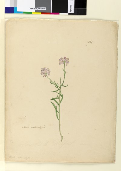 Side 164. Iberis naturalisert, ca. 1803-06 (wc, penn, blekk og blyant) av John William Lewin