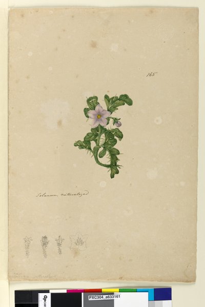 Side 165. Solanum naturalisert, ca. 1803-06 (wc, penn, blekk og blyant) av John William Lewin