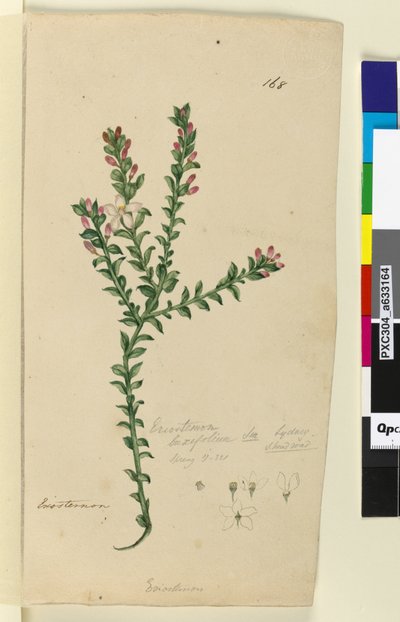 Side 168. Eriostemon buxifolium, ca. 1803-06 (wc, penn, blekk og blyant) av John William Lewin