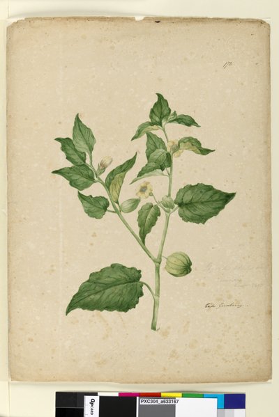 Side 172. Physalis edulis, ca. 1803-06 (wc, penn, blekk og blyant) av John William Lewin