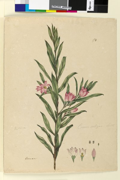 Side 174. Crowea saligna, ca. 1803-06 (wc, penn, blekk og blyant) av John William Lewin