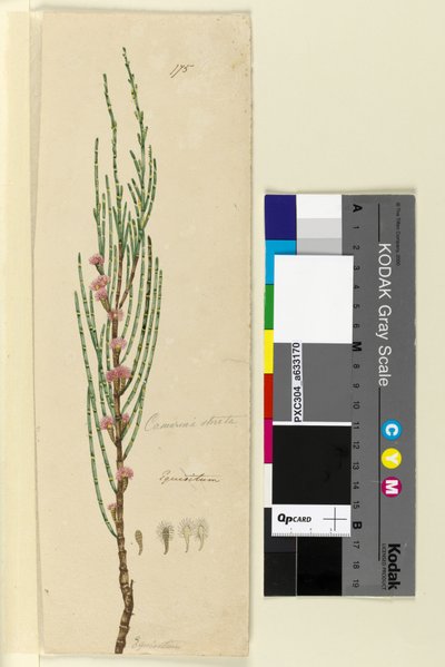 Side 175. Casuarina stricta Allocasuarina verticillata, ca. 1803-06 (wc, penn, blekk og blyant) av John William Lewin