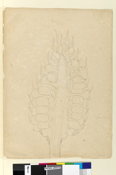 Side 178a. Zamia, ca. 1803-06 (wc, penn, blekk og blyant) av John William Lewin