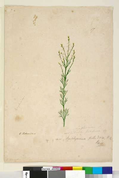 Side 17. Symphionema paludosum, c.1803-06 (wc, penn, blekk og blyant) av John William Lewin