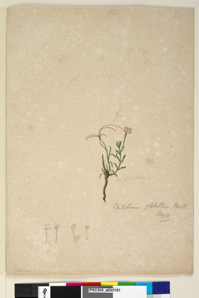 Side 187. Epilobium glabellum, ca. 1803-06 (wc, penn, blekk og blyant) av John William Lewin