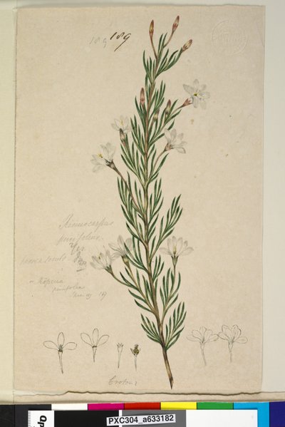 Side 189. Ricinocarpus pinifolius, ca. 1803-06 (wc, penn, blekk og blyant) av John William Lewin