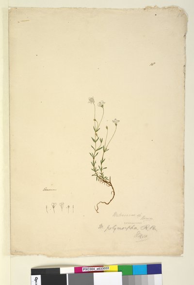 Side 18. Mitrasacme polymorpha, ca. 1803-06 (wc, penn, blekk og blyant) av John William Lewin