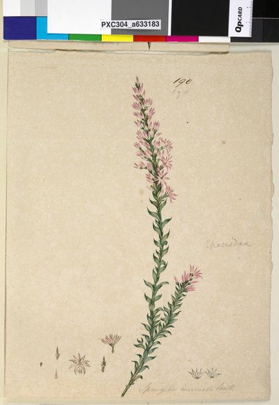 Side 190. Sprengelia incarnata, ca. 1803-06 (wc, penn, blekk og blyant) av John William Lewin