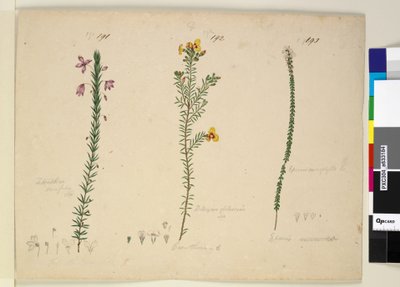 Side 191. Tetratheca ericifolia; 192. Dillwynia glaberrima; 193. Epacris microphylla, ca. 1803-06 (wc, penn, blekk og blyant) av John William Lewin