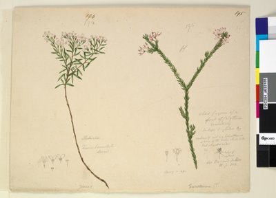 Side 194. Zieria lanceolata Zieria smithii; 195. En dårlig figur av en art av Calythrix..., ca. 1803-06 (wc, penn, blekk og blyant) av John William Lewin