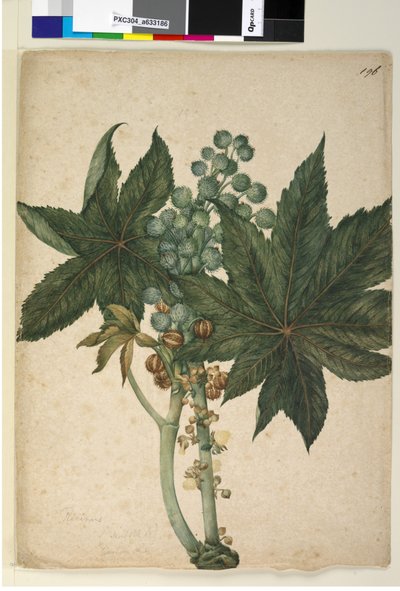 Side 196. Ricinus Ricinus communis, ca. 1803-06 (wc, penn, blekk og blyant) av John William Lewin