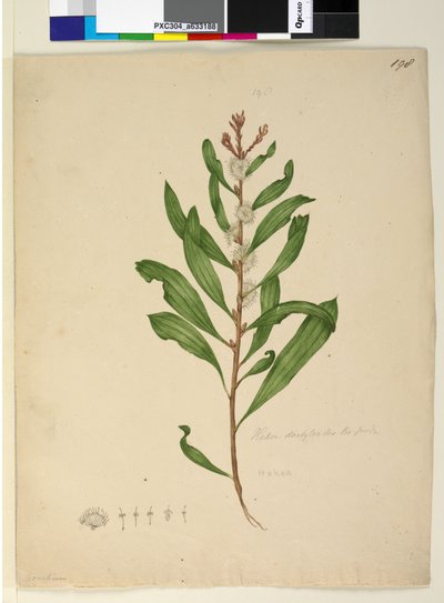 Side 198. Hakea dactyloides, ca. 1803-06 (wc, penn, blekk og blyant) av John William Lewin