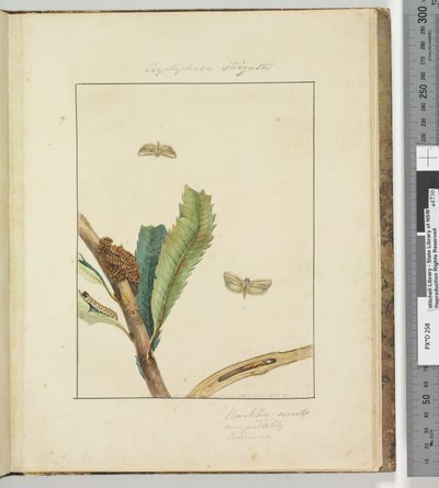 Side 19. Plate 5 Cryptophasa Strigata, 1803-04 (håndfargede etsetrykk) av John William Lewin