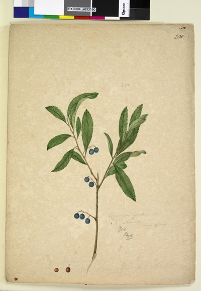 Side 200. Elaeocarpus reticulatus, ca. 1803-06 (wc, penn, blekk og blyant) av John William Lewin
