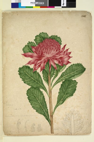 Side 206. Telopea speciosissima, c.1803-06 (wc, penn, blekk og blyant) av John William Lewin