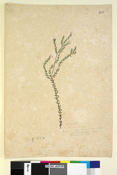 Side 213. EpacrideaeLeucopogon sp., ca. 1803-06 (wc, penn, blekk og blyant) av John William Lewin