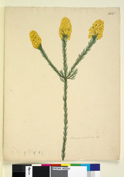 Side 215. Dillwynia floribunda, ca. 1803-06 (wc, penn, blekk og blyant) av John William Lewin