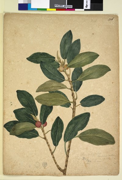 Side 216. Ficus rubiginosa, ca. 1803-06 (wc, penn, blekk og blyant) av John William Lewin