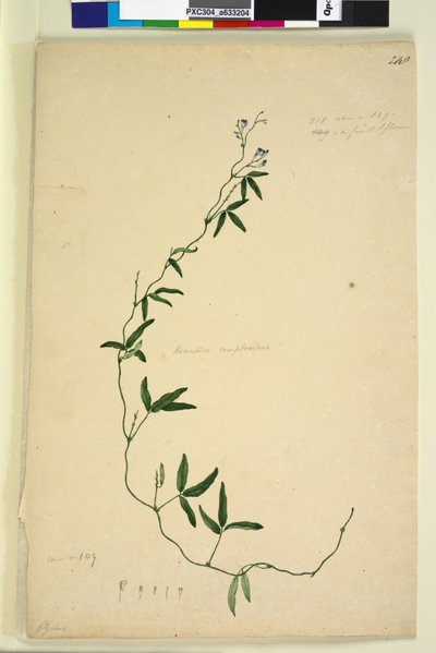 Side 218. Kennedia comptoniana Hardenbergia comptoniana, c.1803-06 (wc, penn, blekk og blyant) av John William Lewin