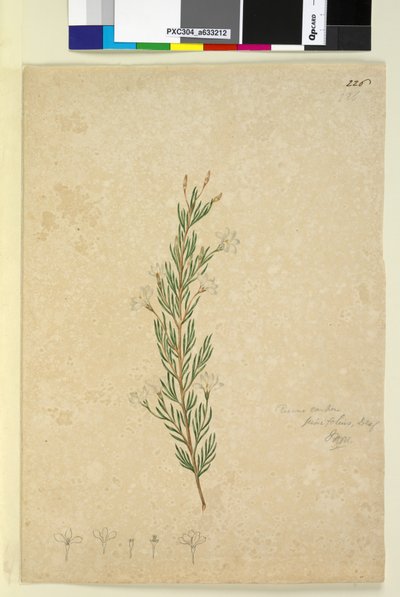 Side 226. Ricinocarpus pinifolius, ca. 1803-06 (wc, penn, blekk og blyant) av John William Lewin