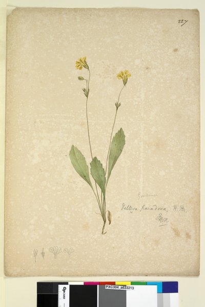 Side 227. Velleia paradoxa, ca. 1803-06 (wc, penn, blekk og blyant) av John William Lewin