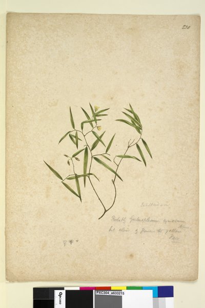Side 230. Geitonoplesium cymosum, ca. 1803-06 (wc, penn, blekk og blyant) av John William Lewin
