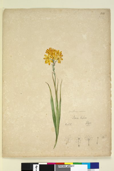 Side 232. Ixia lutea, ca. 1803-06 (wc, penn, blekk og blyant) av John William Lewin