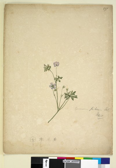 Side 237. Geranium pilosum, ca. 1803-06 (wc, penn, blekk og blyant) av John William Lewin
