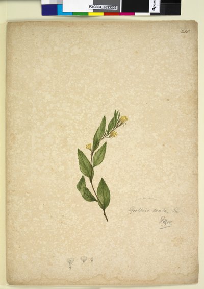 Side 238. Goodenia ovata, ca. 1803-06 (wc, penn, blekk og blyant) av John William Lewin