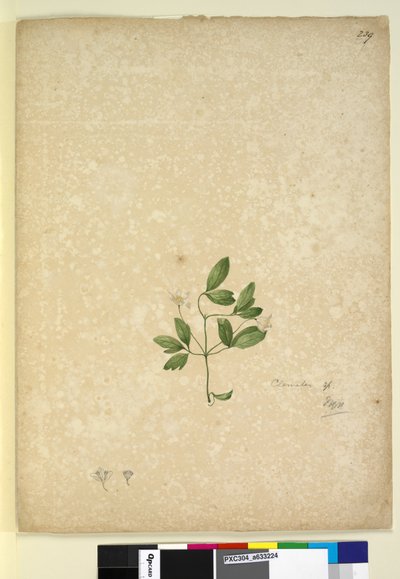 Side 239. Clematis, ca. 1803-06 (wc, penn, blekk og blyant) av John William Lewin