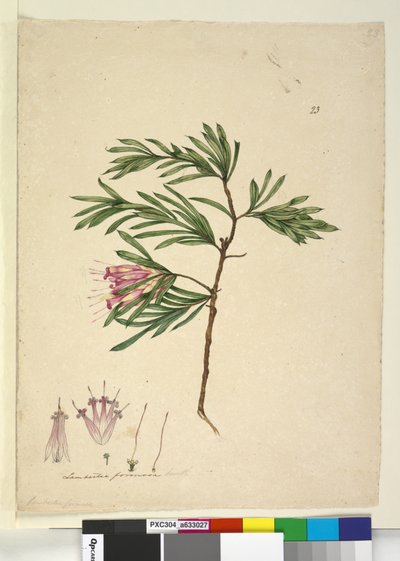 Side 23. Lambertia formosa, ca. 1803-06 (wc, penn, blekk og blyant) av John William Lewin
