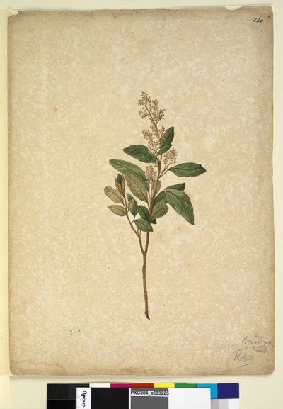 Side 240. Pomaderris ligustrina, ca. 1803-06 (wc, penn, blekk og blyant) av John William Lewin