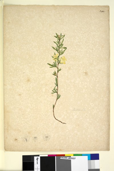 Side 242. Hibberta, ca. 1803-06 (wc, penn, blekk og blyant) av John William Lewin