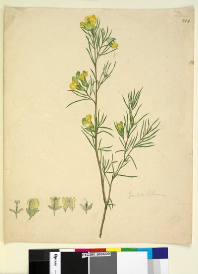 Side 244. Gompholobium, ca. 1803-06 (wc, penn, blekk og blyant) av John William Lewin