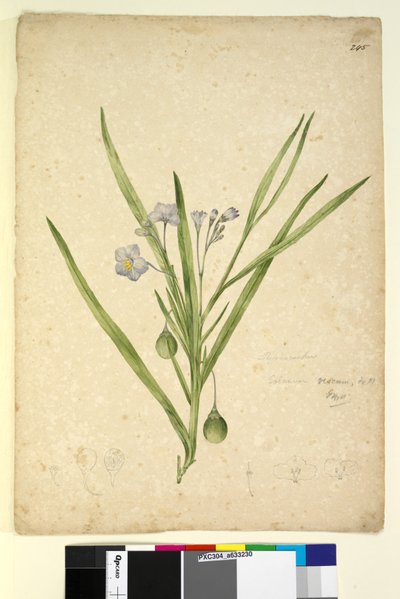Side 245. Solanum vescum, c.1803-06 (wc, penn, blekk og blyant) av John William Lewin