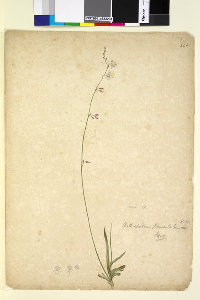 Side 246. Arthropodium paniculatum, ca. 1803-06 (wc, penn, blekk og blyant) av John William Lewin