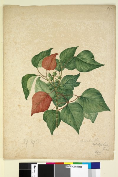 Side 247. Homolanthus populifolius Omalanthus populifolius, c.1803-06 (wc, penn, blekk og blyant) av John William Lewin