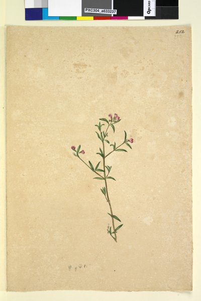 Side 252. Uidentifisert plante, ca. 1803-06 (wc, penn, blekk og blyant) av John William Lewin