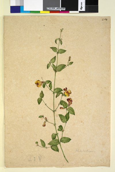 Side 254. Platylobium, ca. 1803-06 (wc, penn, blekk og blyant) av John William Lewin