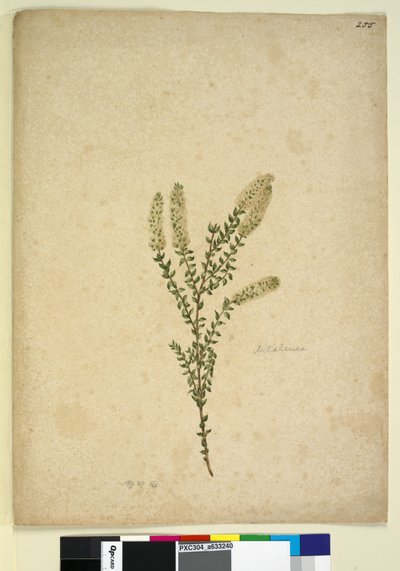 Side 255. Melaleuca, ca. 1803-06 (wc, penn, blekk og blyant) av John William Lewin