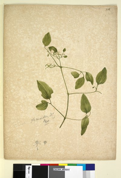 Side 256. Clematis glycinoides, ca. 1803-06 (wc, penn, blekk og blyant) av John William Lewin