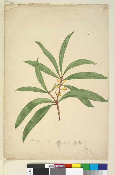 Side 25. Persoonia salicina, ca. 1803-06 (wc, penn, blekk og blyant) av John William Lewin